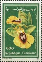 Ophrys lutea - Yellow Ophrys