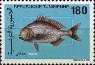 Red Porgy (Pagrus pagrus)