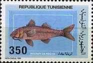 Striped Red Mullet (Mullus surmuletus)