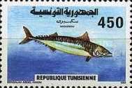Atlantic Mackerel (Scomber scombrus)