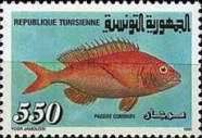 Common Pandora (Pagellus erythrinus)