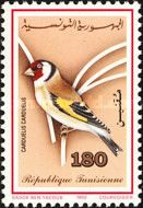 European Goldfinch (Carduelis carduelis)