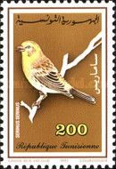 European Serin (Serinus serinus)