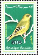 European Greenfinch (Carduelis chloris)