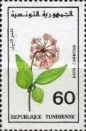 Porcelainflower (Hoya carnosa)