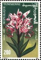 Orchis simia