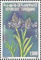 Portuguese Squill (Scilla peruviana)