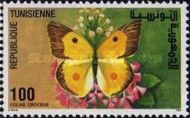 Clouded Yellow (Colias croceus)