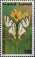 Scarce Swallowtail (Papilio podalirius)