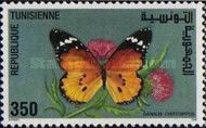 African Monarch (Danaus chrysippus)
