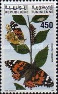 Painted Lady (Vanessa cardui)