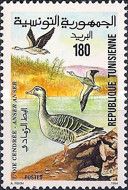 Greylag Goose (Anser anser)