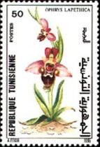Ophrys lapethica