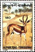 Dorcas Gazelle (Gazella dorcas)