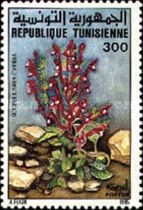 Skullcap (Scutellaria cypria)
