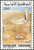 Houbara Bustard (Chlamydotis undulata)