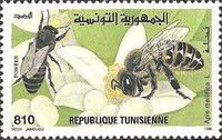 European Honey Bee (Apis mellifera)