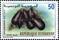 Mediterranean Mussel (Mytilus galloprovincialis)