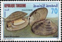 Grovet Carpet Shell (Tapes decussatus)