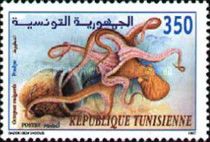 Common Octopus (Octopus vulgaris)