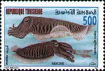 Common Cuttlefish (Sepia officinalis)