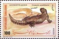 North African Mastigure (Uromastix acanthinurus)