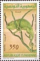 Common Chameleon (Chamaeleo chamaeleon)