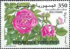 The Ariana Rose