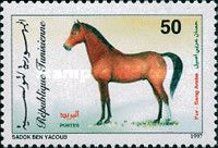 Arabian Thoroughbred (Equus ferus caballus)