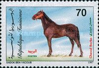 Berber Horse (Equus ferus caballus)