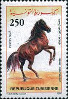 Berber Horse (Equus ferus caballus)