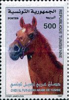 Arabian Thorougbred (Equus ferus caballus)