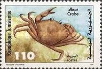 Common Littoral Crab (Carcinus maenas)
