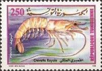 Caramote Prawn (Melicertus kerathurus)