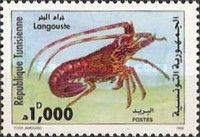 European Spiny Lobster (Palinurus elephas)