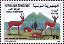 Mountain Gazelle (Gazella gazella)