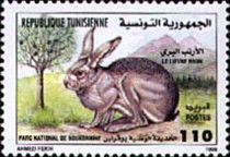 Cape Hare (Lepus capensis)