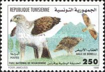 Bonelli's Eagle (Aquila fasciata)