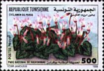 Persian Cyclamen (Cyclamen persicum)