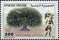 Olive Tree