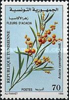 Acacia cyanophilla