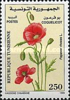 Common Poppy (Papaver rhoeas)