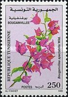 Bougainvillea (Bouganvillea spectabilis)