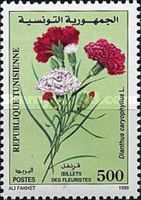 Carnation