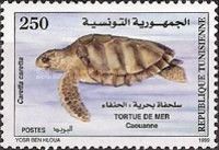 Loggerhead Turtle (Caretta caretta)