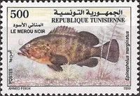 Dusky Grouper (Epinephelus marginatus)