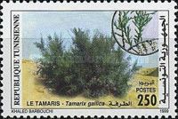 French Tamarisk (Tamarix gallica) 