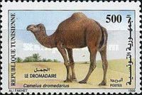 Dromedary (Camelus dromedarius)
