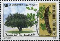 Carob Tree