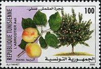 Apricot Tree